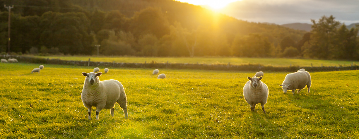 Landwirtschaft